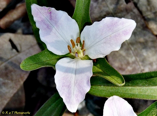{Trillium georgianum}
